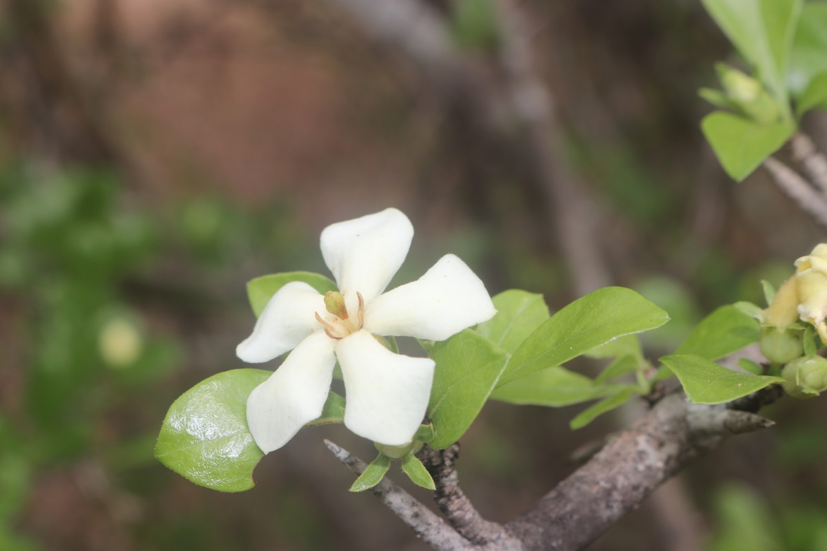 Catunaregam spinosa (Thunb.) Tirveng.