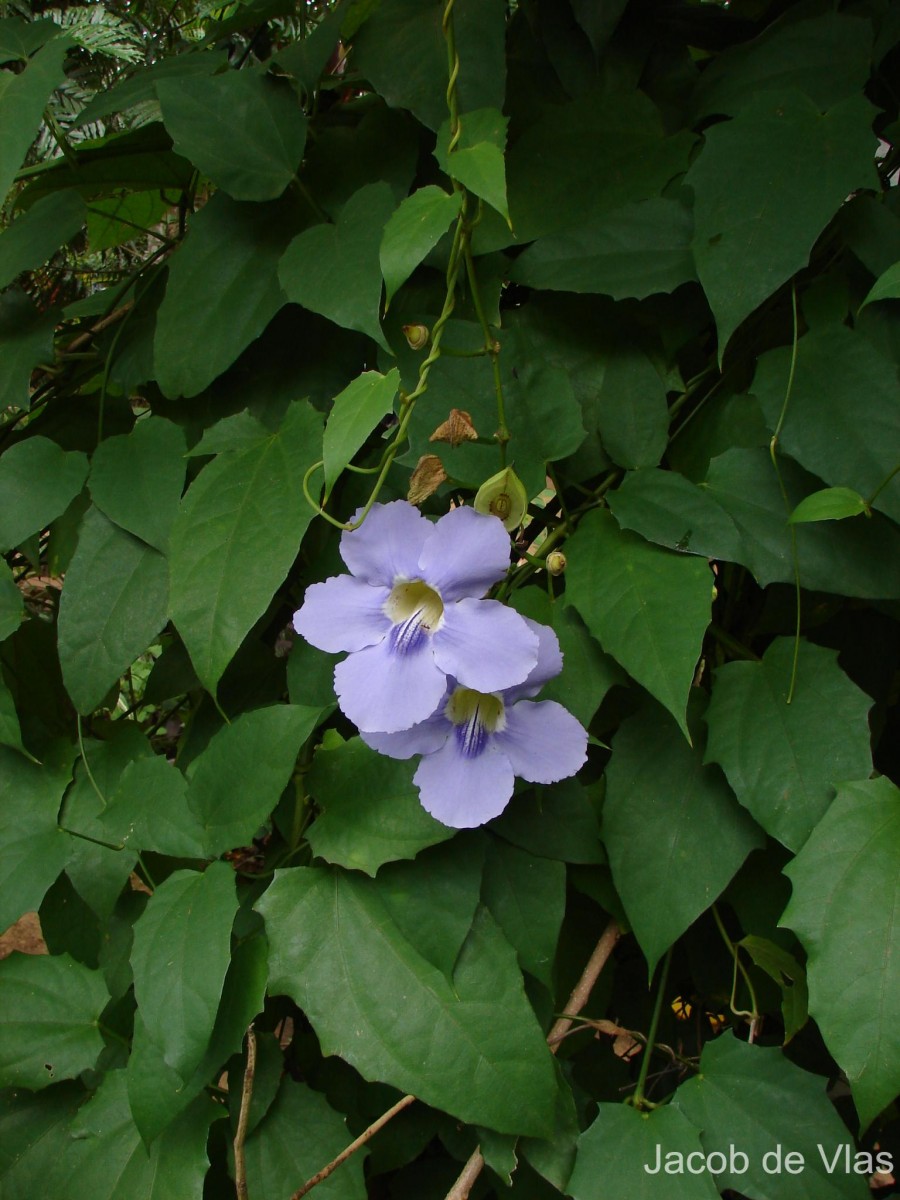 Thunbergia grandiflora (Roxb. ex Rottler) Roxb.