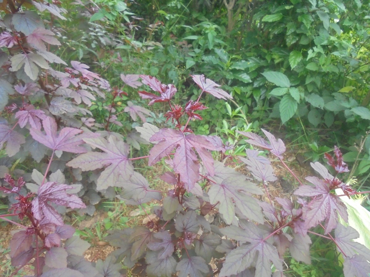 Hibiscus acetosella Welw. ex Hiern