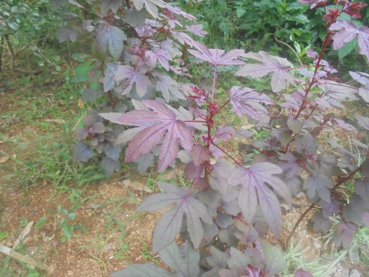 Hibiscus acetosella Welw. ex Hiern