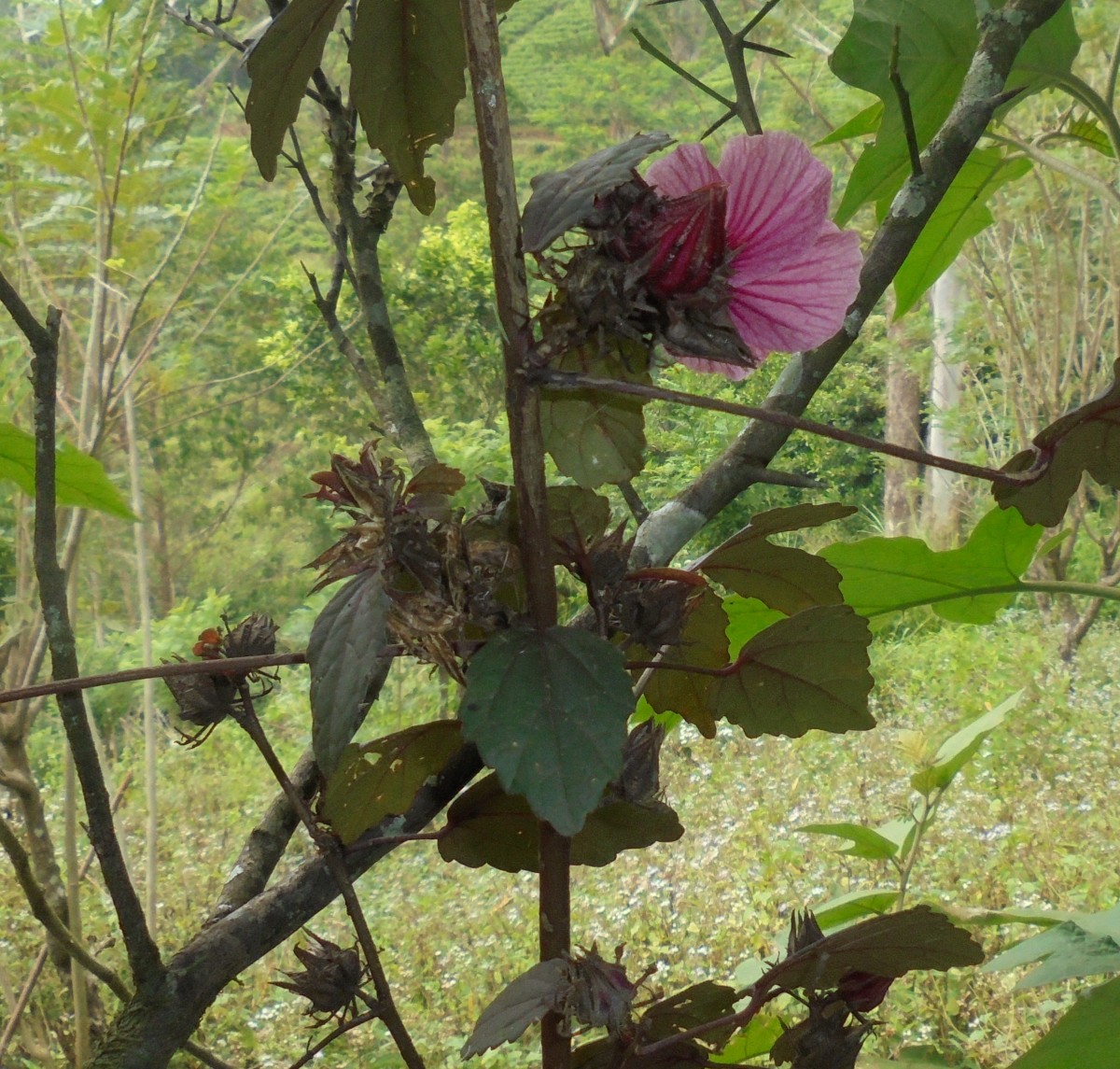 Hibiscus acetosella Welw. ex Hiern