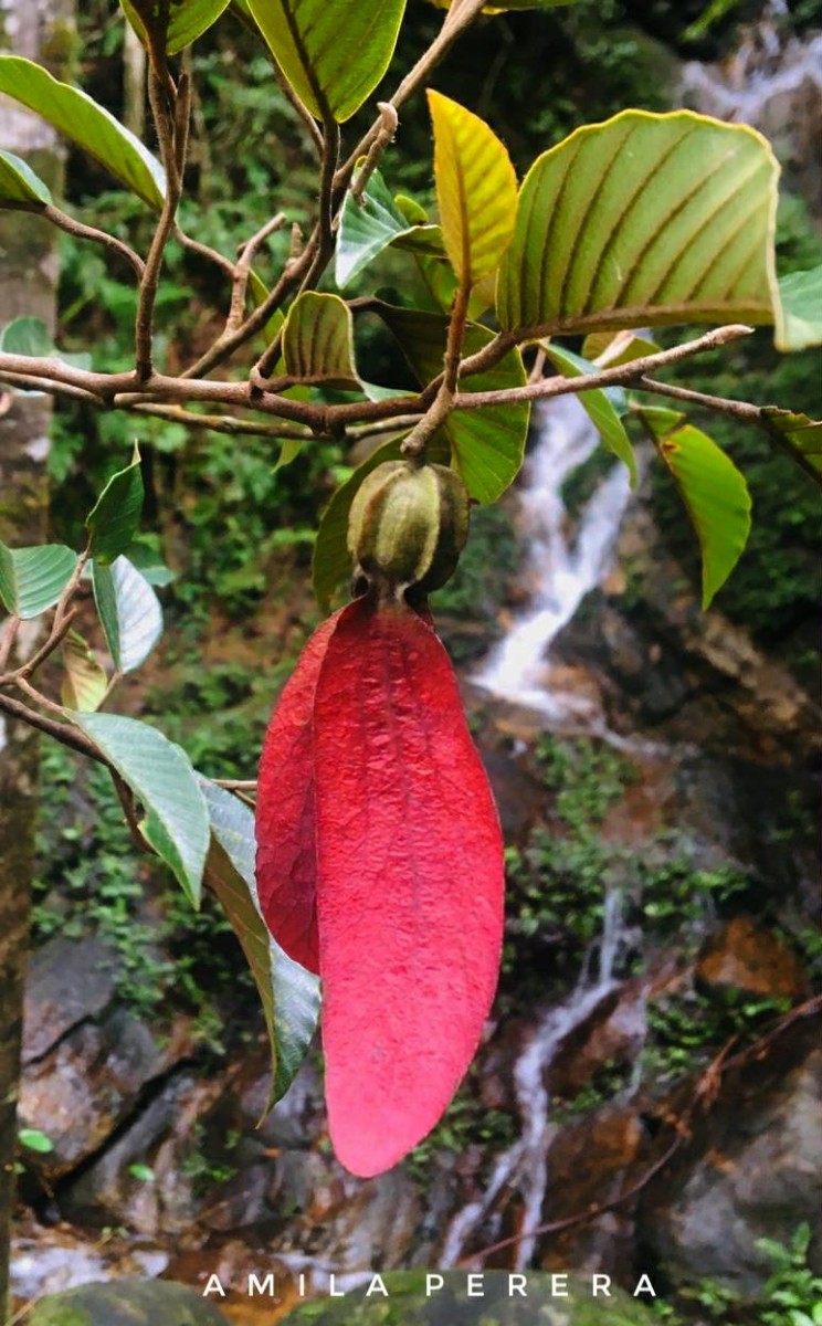 Dipterocarpus glandulosus Thwaites