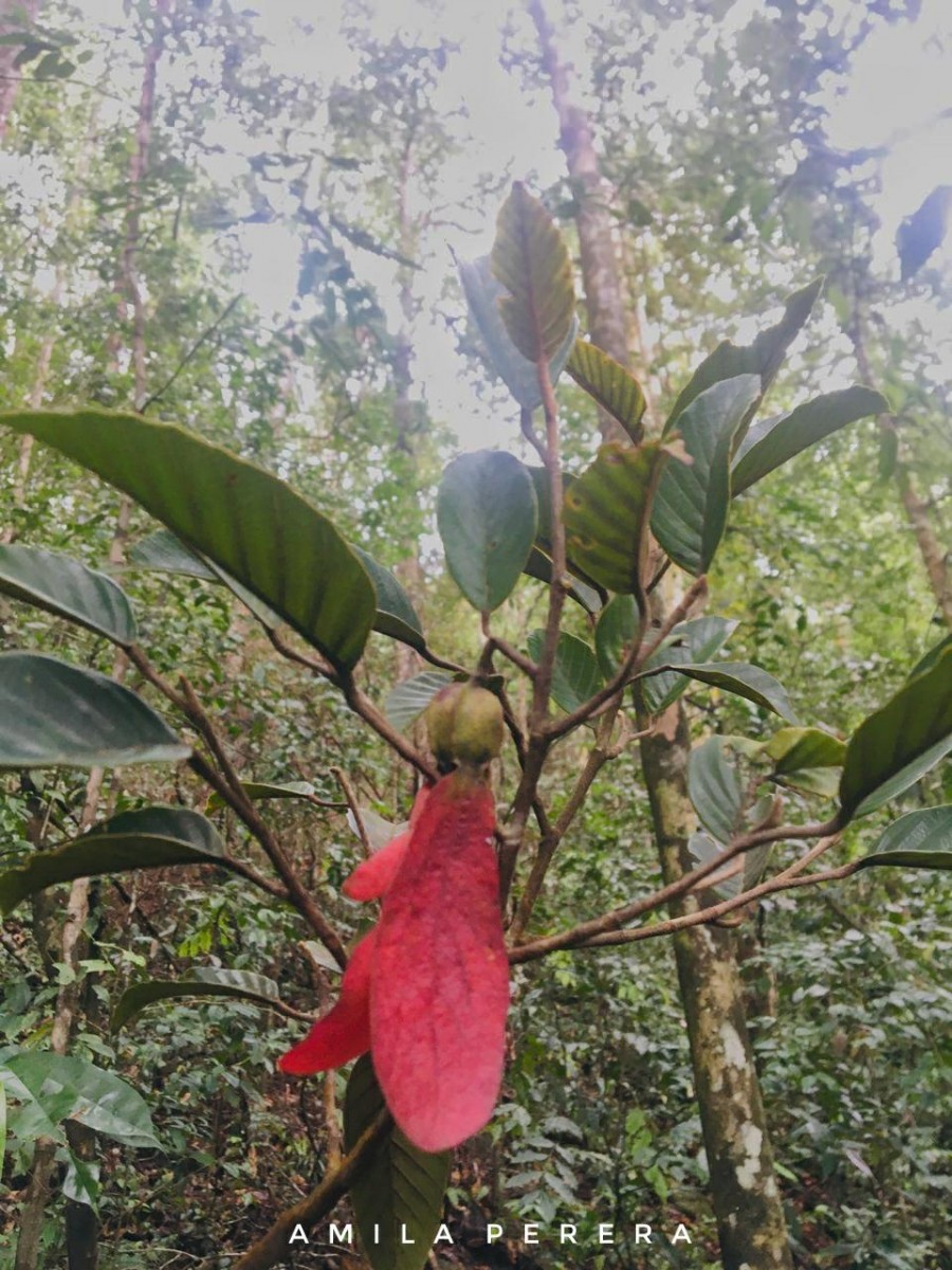 Dipterocarpus glandulosus Thwaites