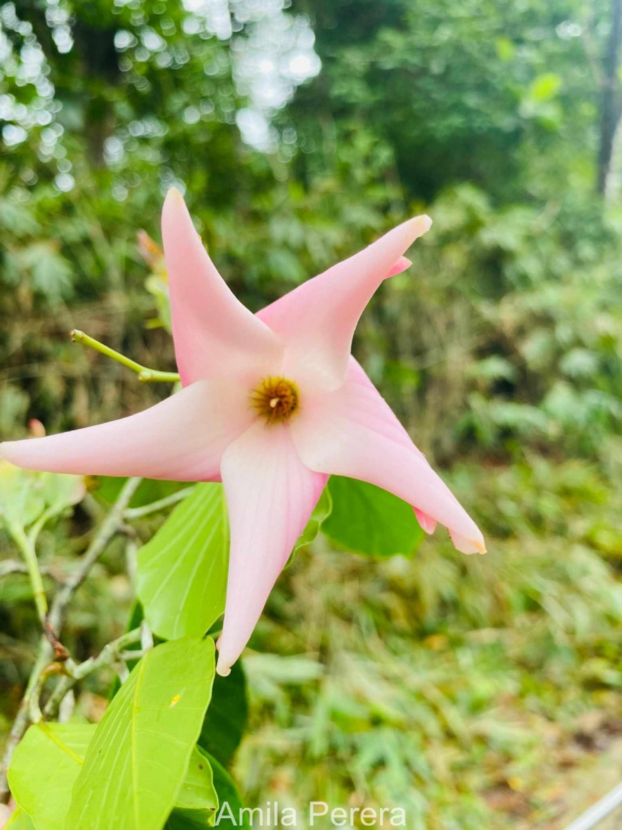 Dipterocarpus insignis Thwaites
