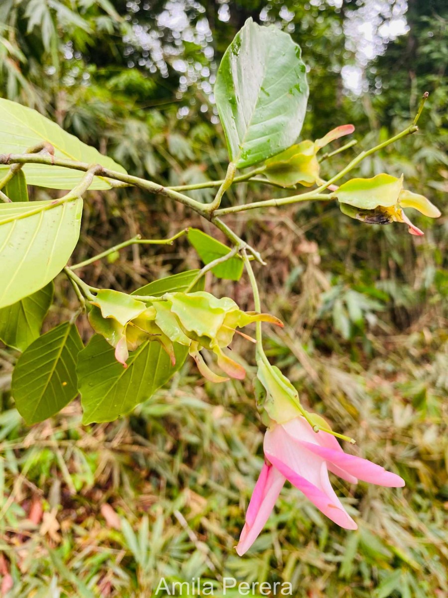 Dipterocarpus insignis Thwaites
