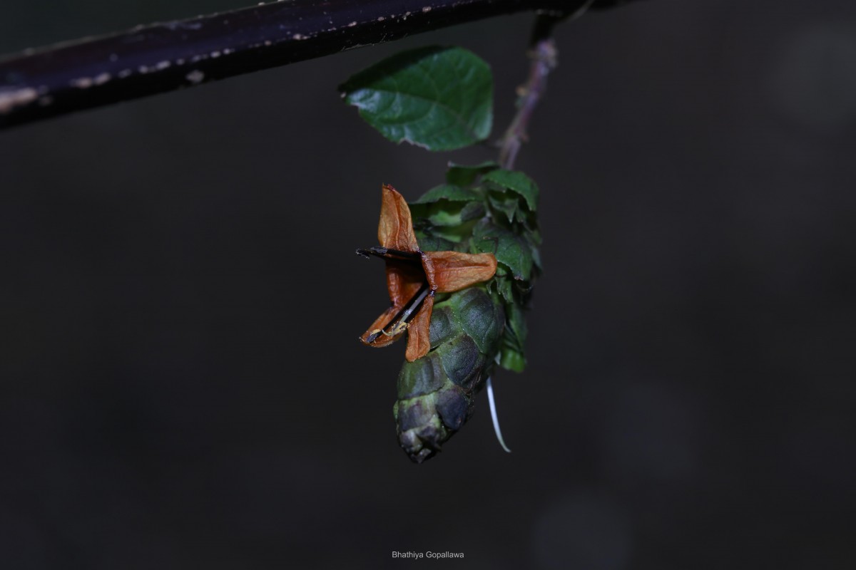 Strobilanthes laxa T.Anderson