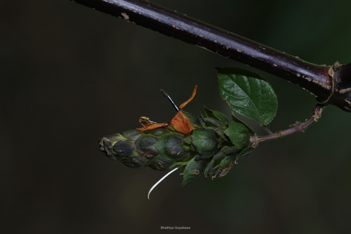 Strobilanthes laxa T.Anderson