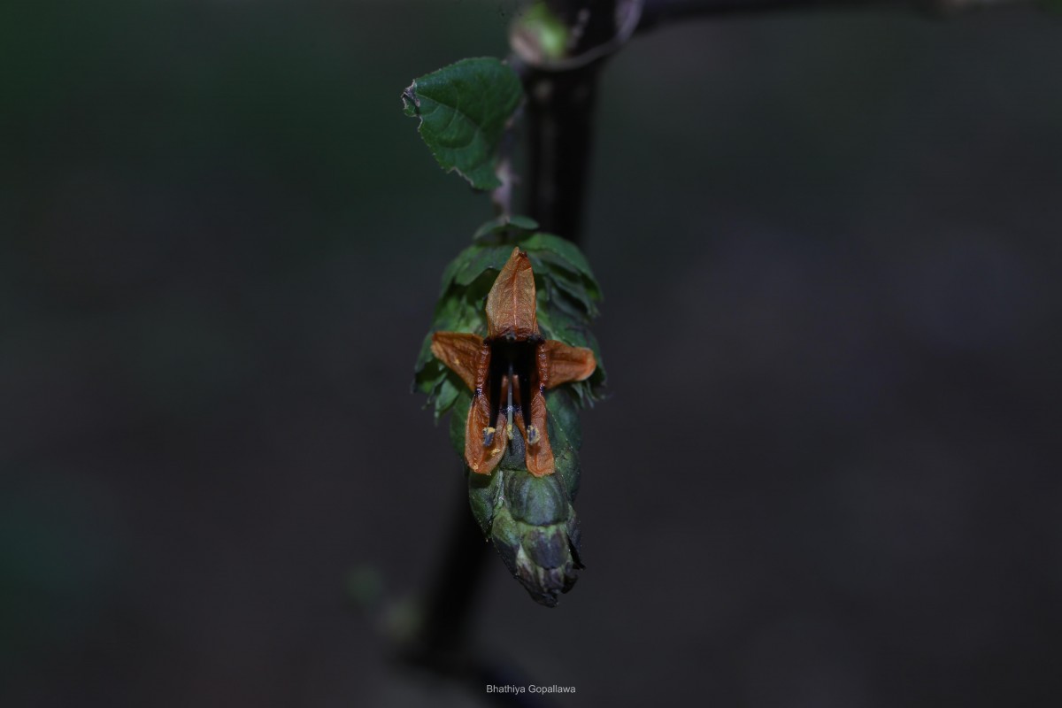 Strobilanthes laxa T.Anderson