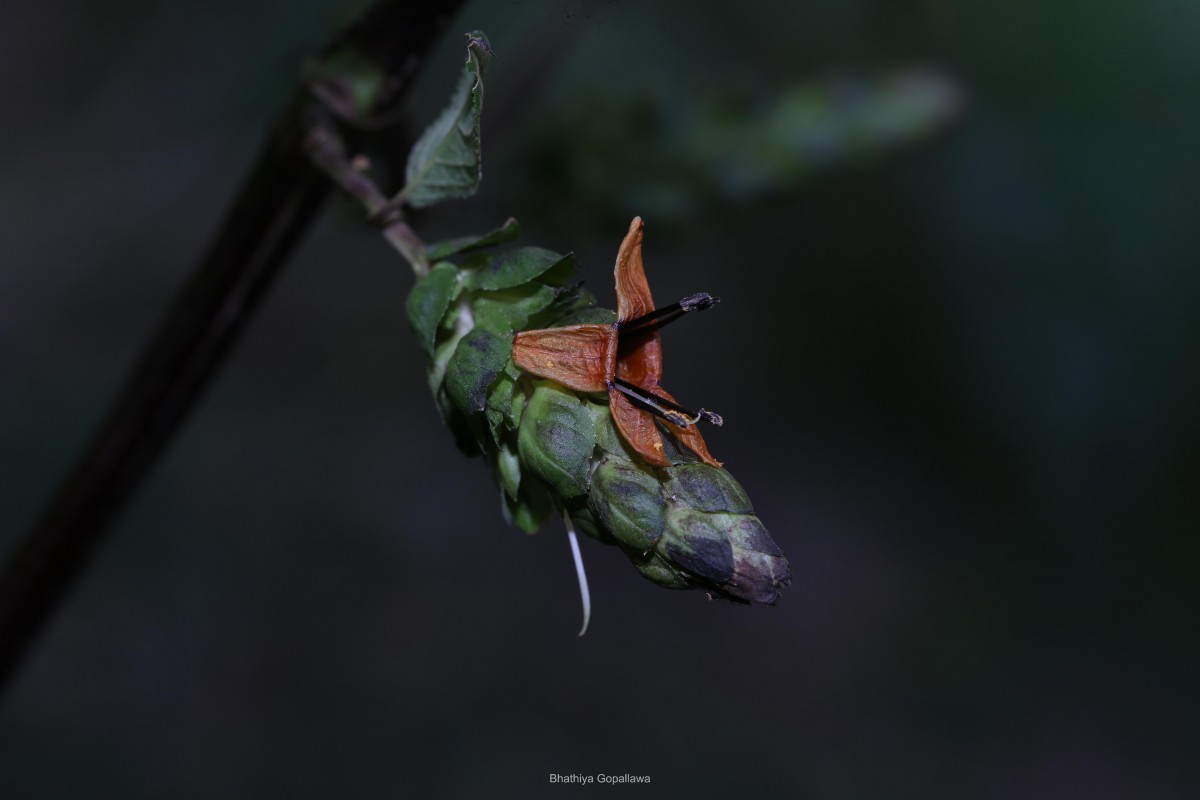 Strobilanthes laxa T.Anderson