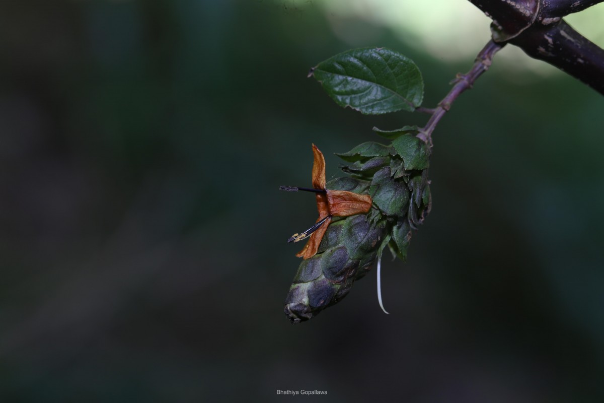 Strobilanthes laxa T.Anderson