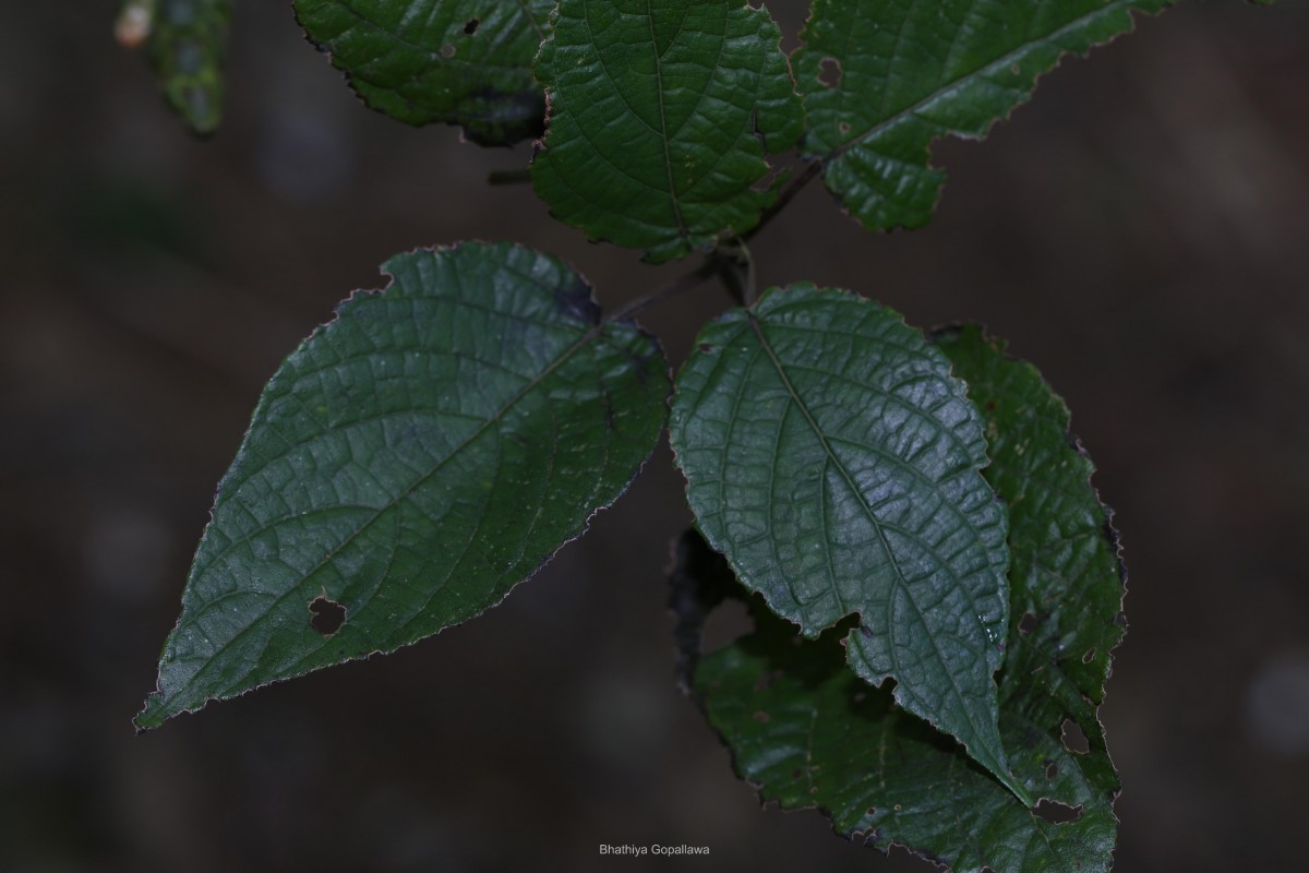 Strobilanthes laxa T.Anderson