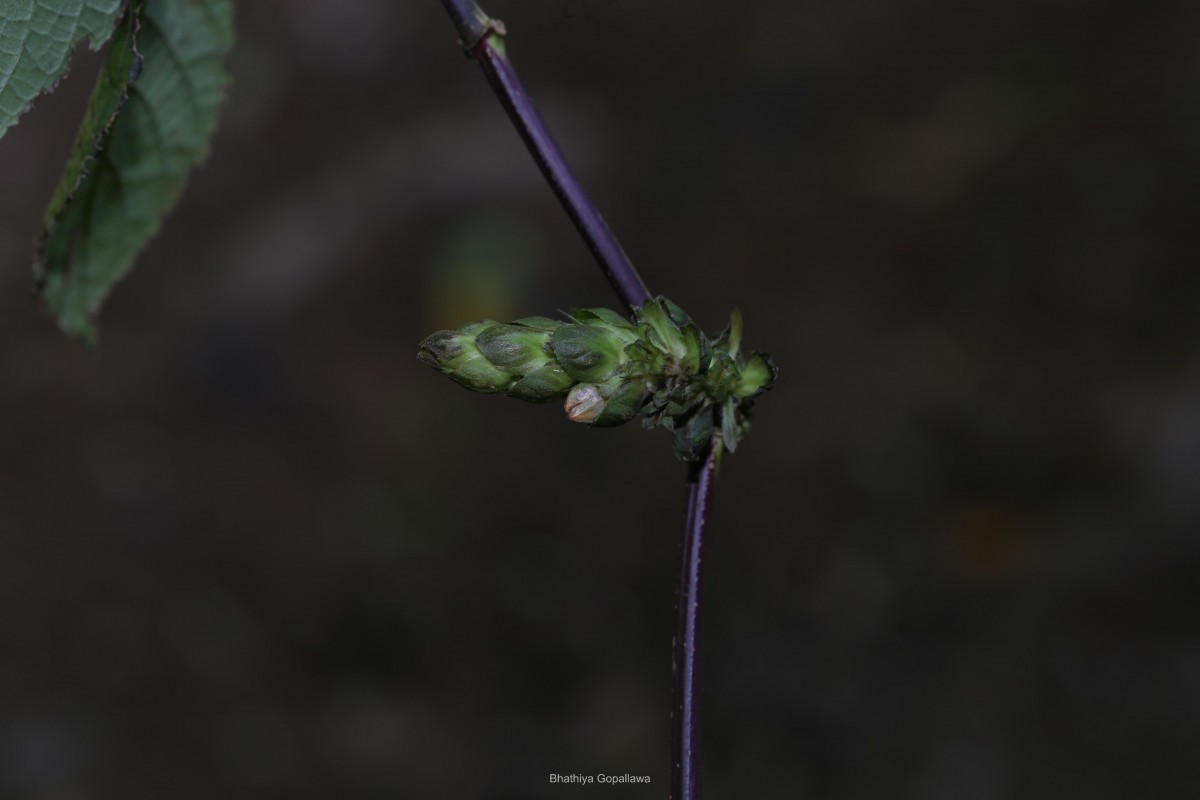 Strobilanthes laxa T.Anderson