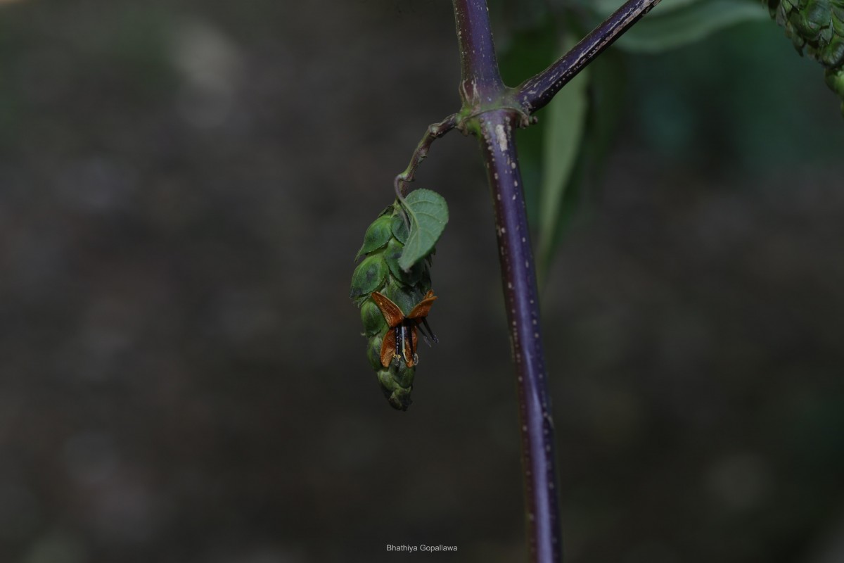 Strobilanthes laxa T.Anderson