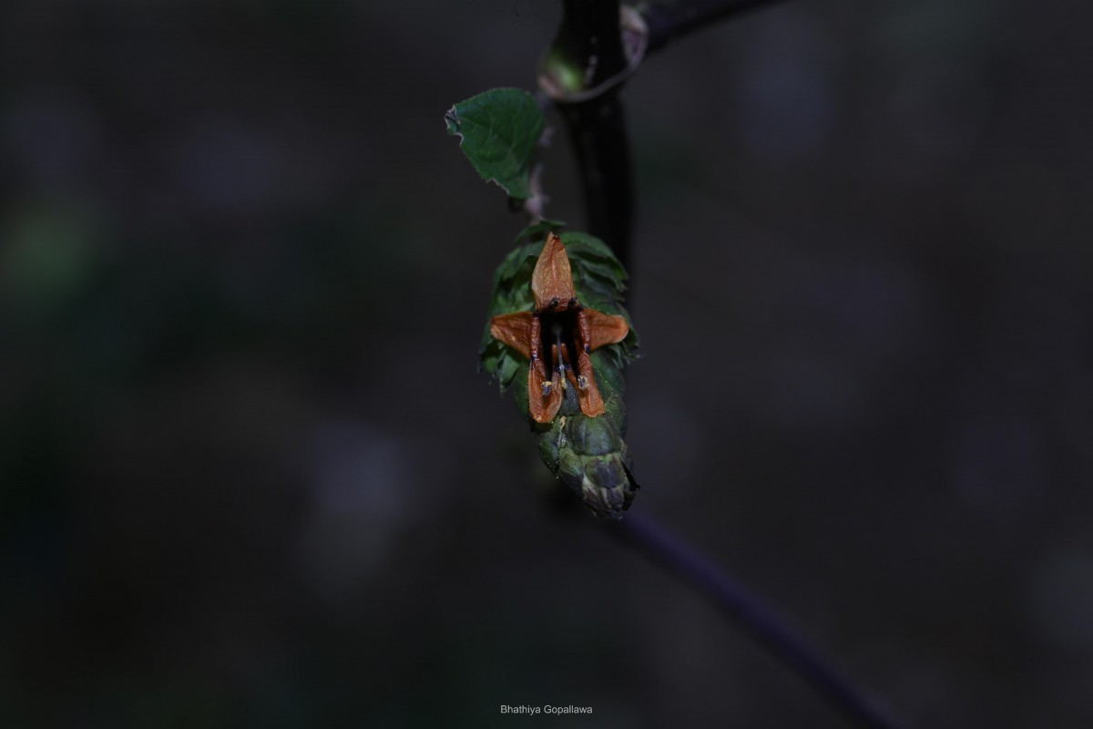 Strobilanthes laxa T.Anderson