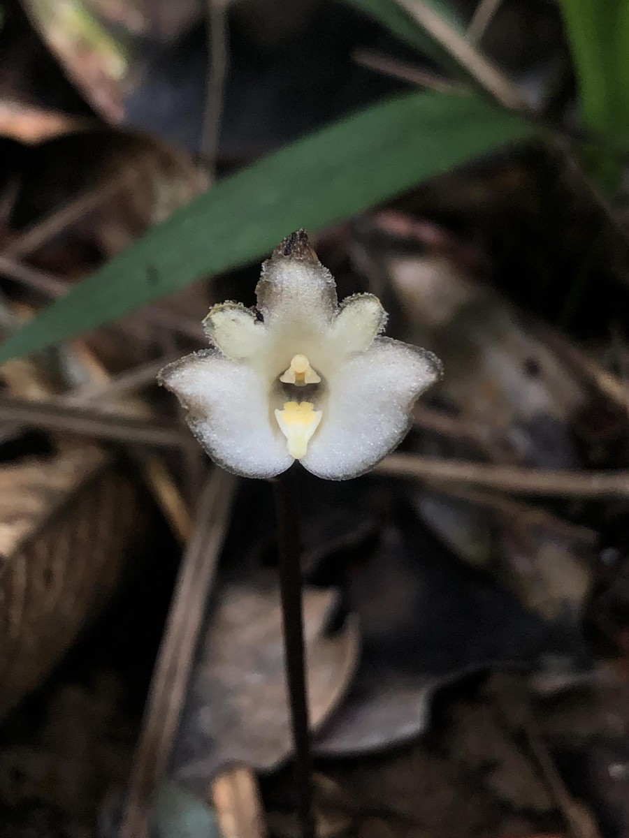 Gastrodia aenigmata C.Bandara, Atthan. & Kumar