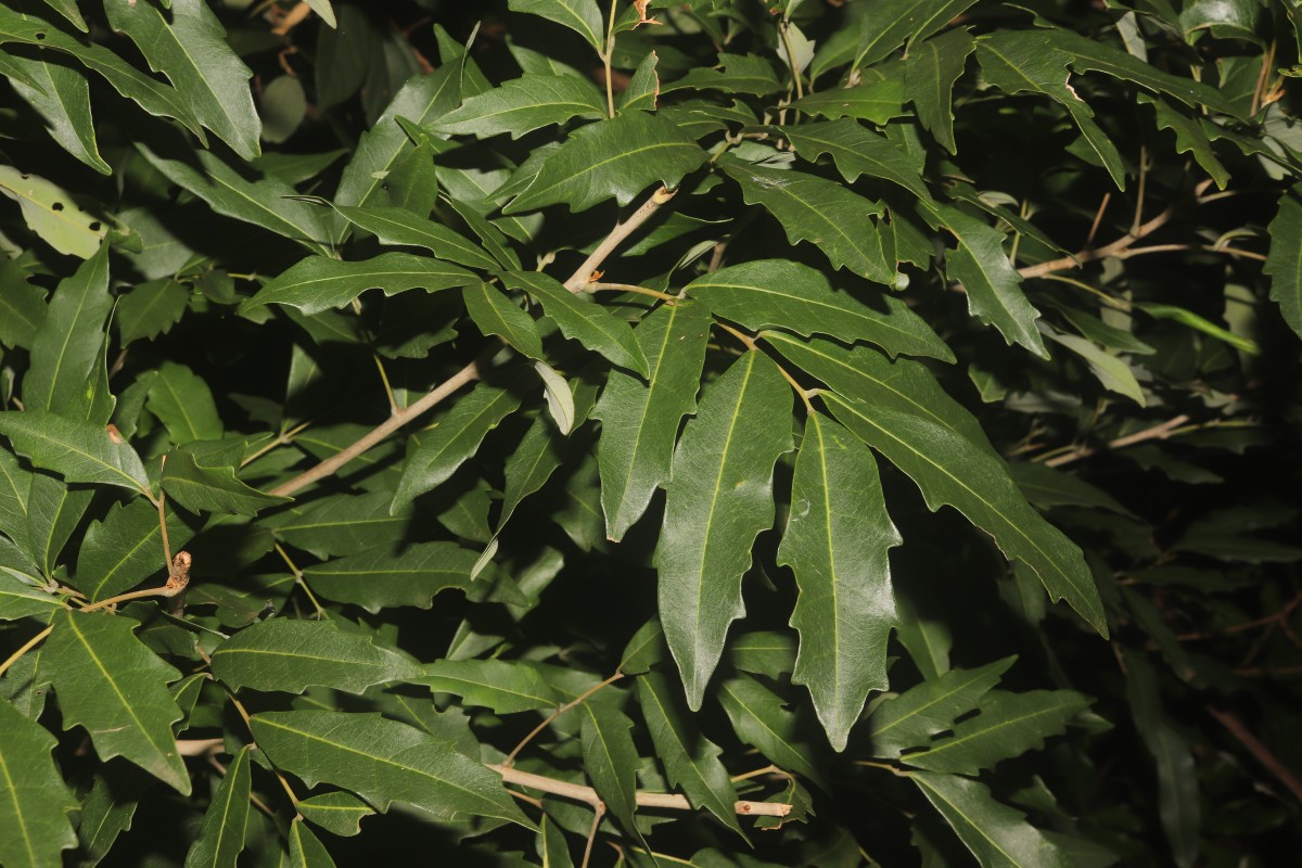 Dimocarpus gardneri (Thwaites) Leenh.