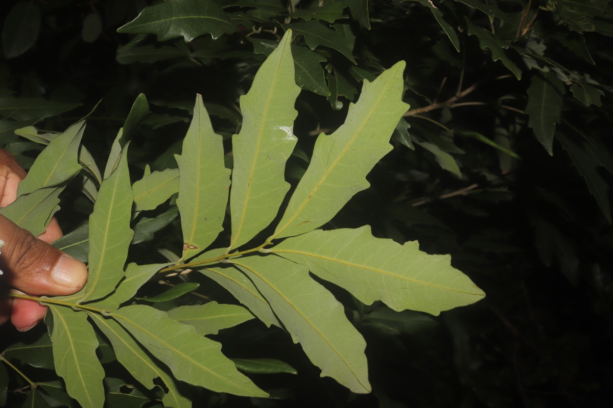 Dimocarpus gardneri (Thwaites) Leenh.