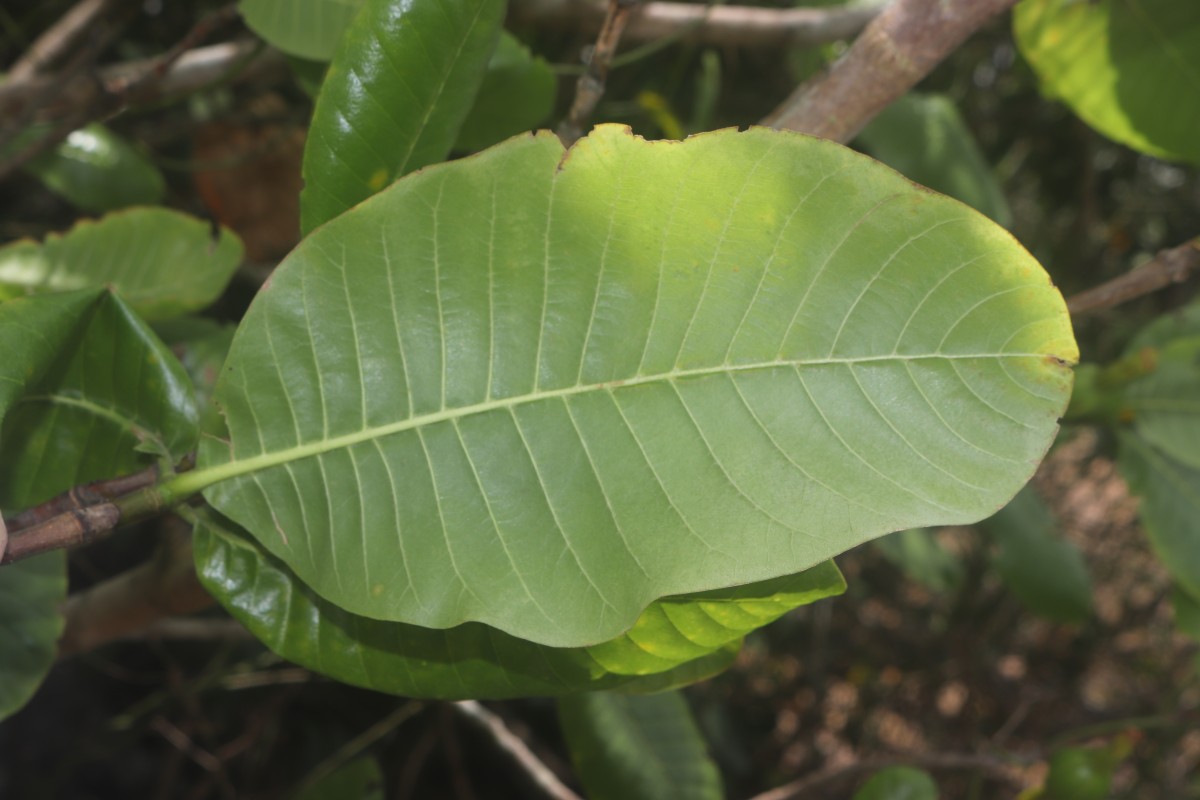 Gardenia fosbergii Tirveng.