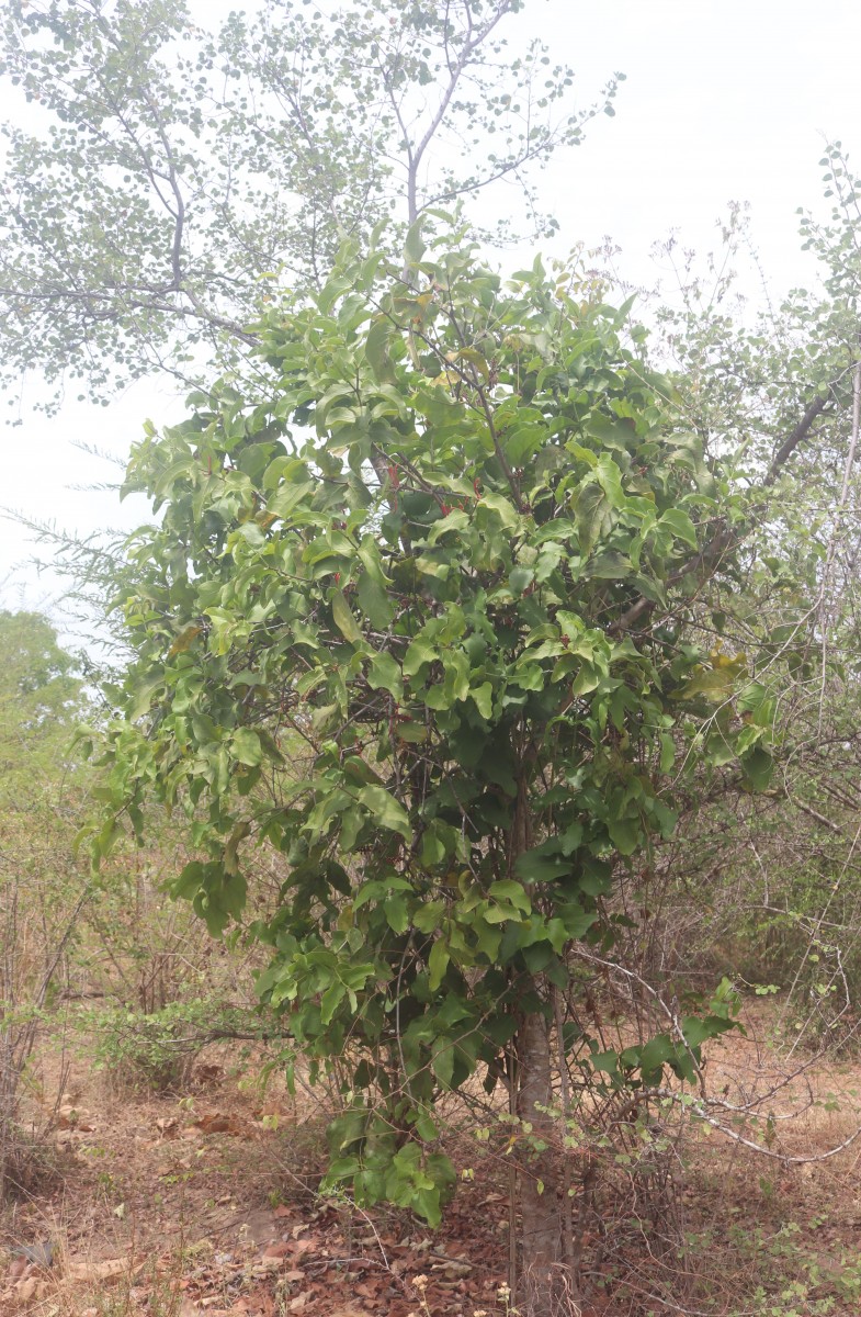 Dendrophthoe falcata (L.f.) Ettingsh.