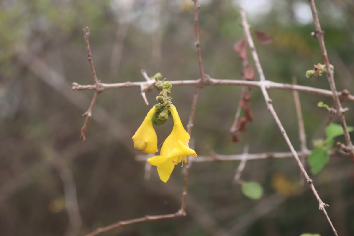 Gmelina asiatica L.
