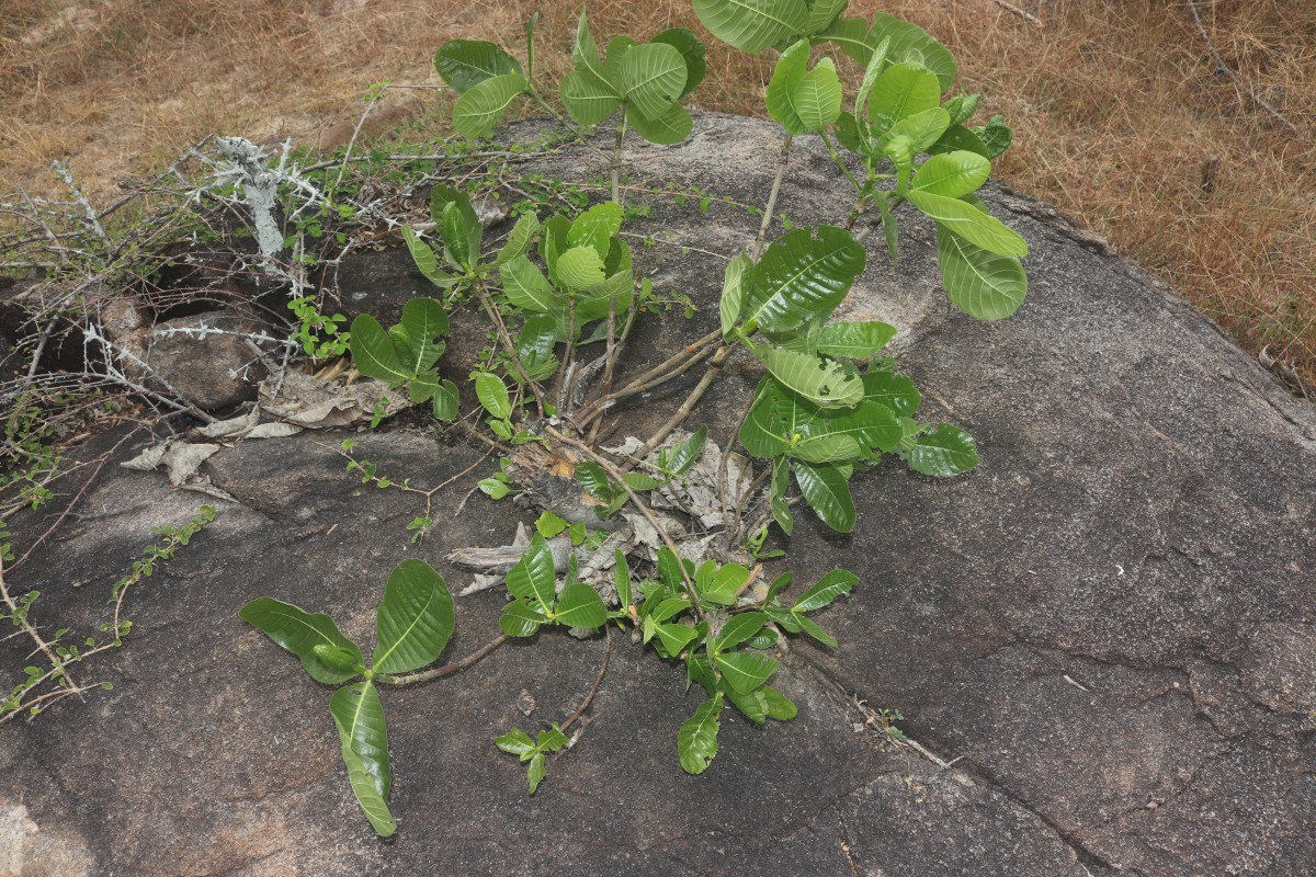 Gardenia fosbergii Tirveng.