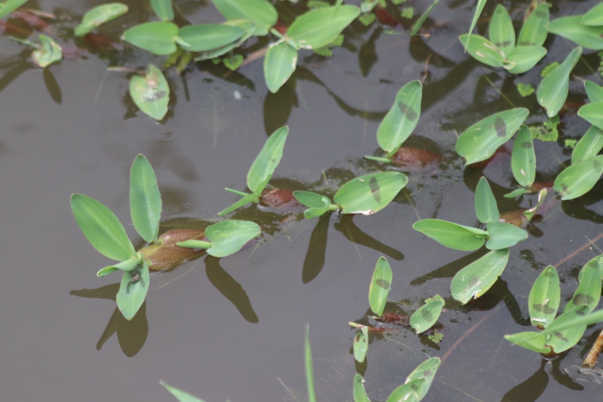 Hygroryza aristata (Retz.) Nees ex Wight & Arn.