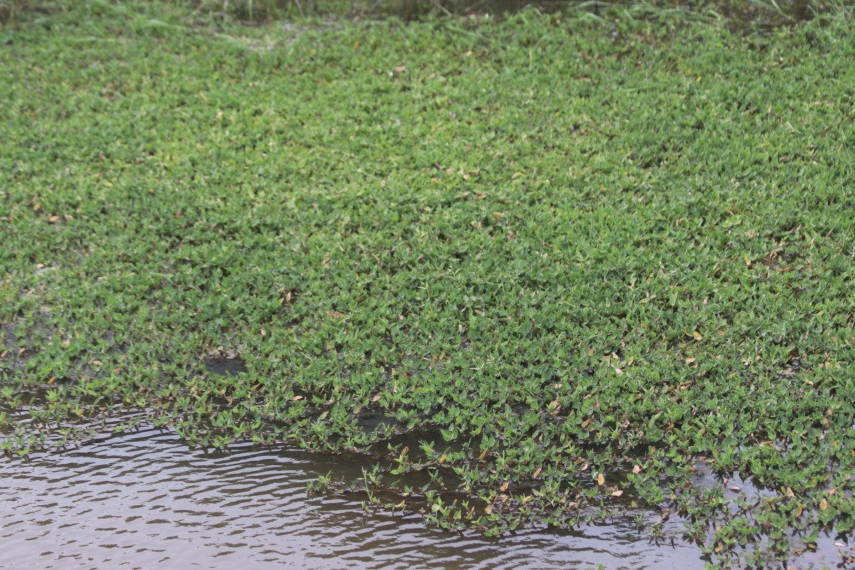 Hygroryza aristata (Retz.) Nees ex Wight & Arn.