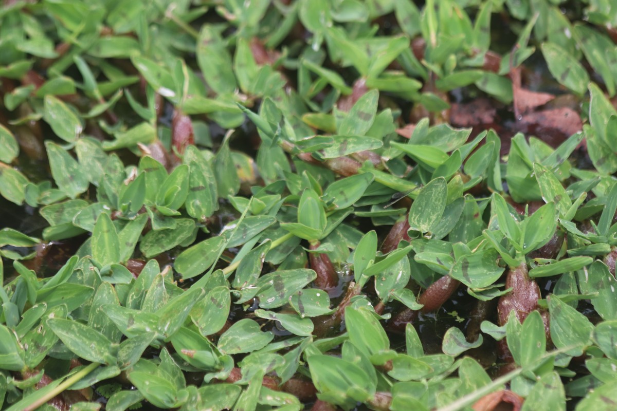 Hygroryza aristata (Retz.) Nees ex Wight & Arn.