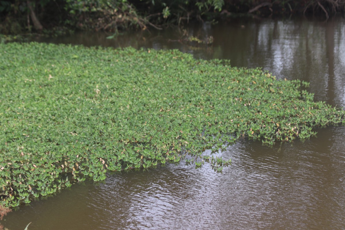 Hygroryza aristata (Retz.) Nees ex Wight & Arn.