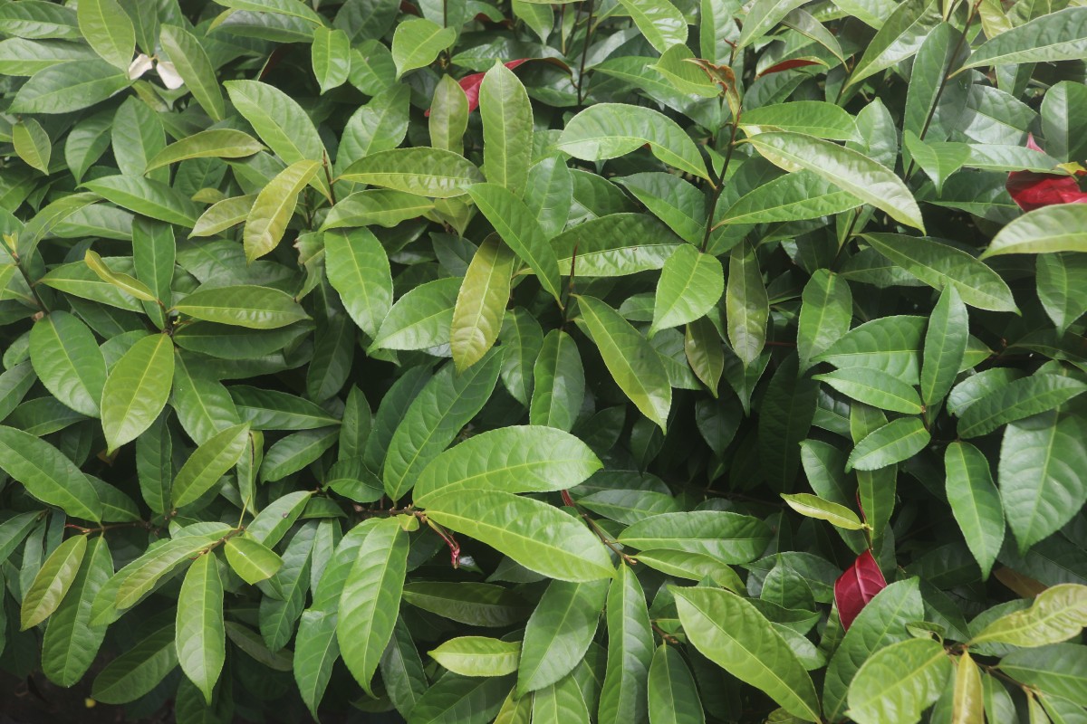 Excoecaria cochinchinensis Lour.