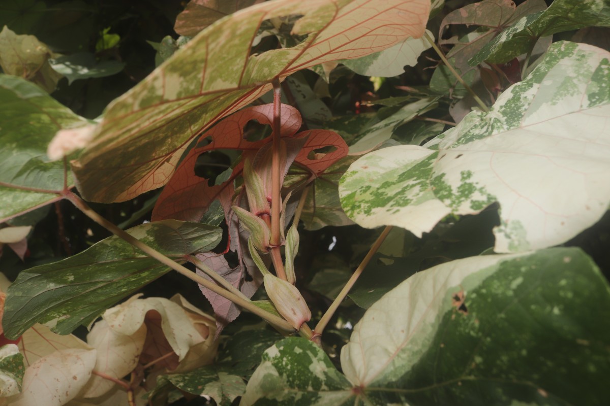 Hibiscus tiliaceus L.