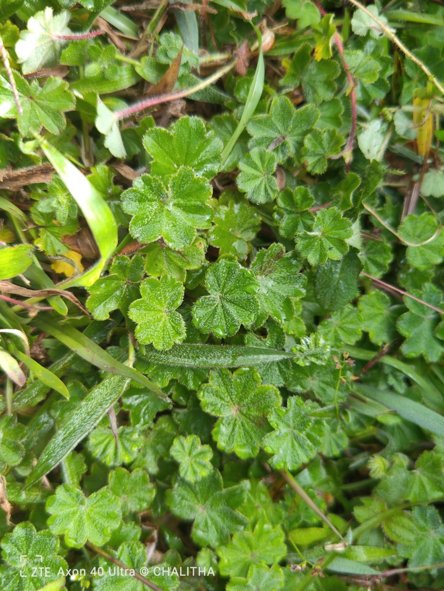 Alchemilla indica Gardner