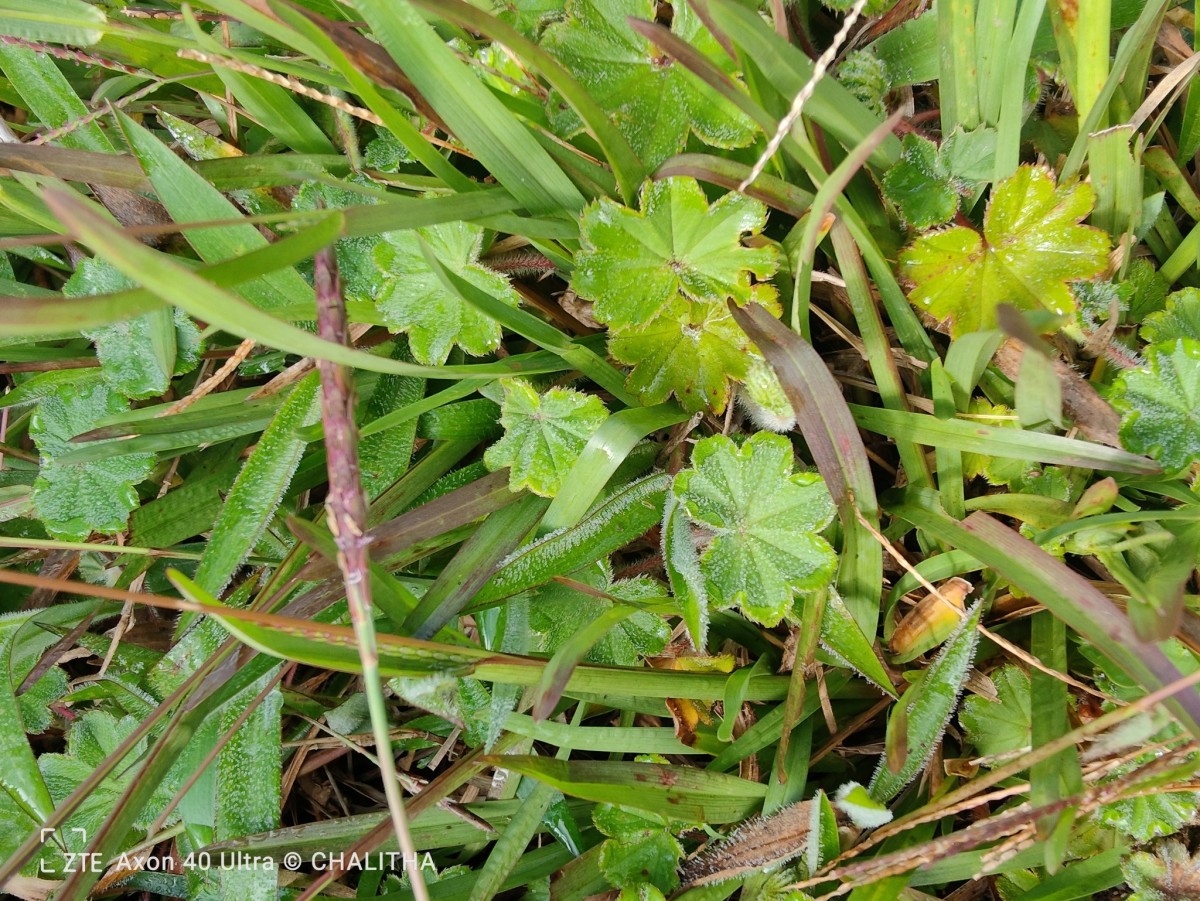 Alchemilla indica Gardner