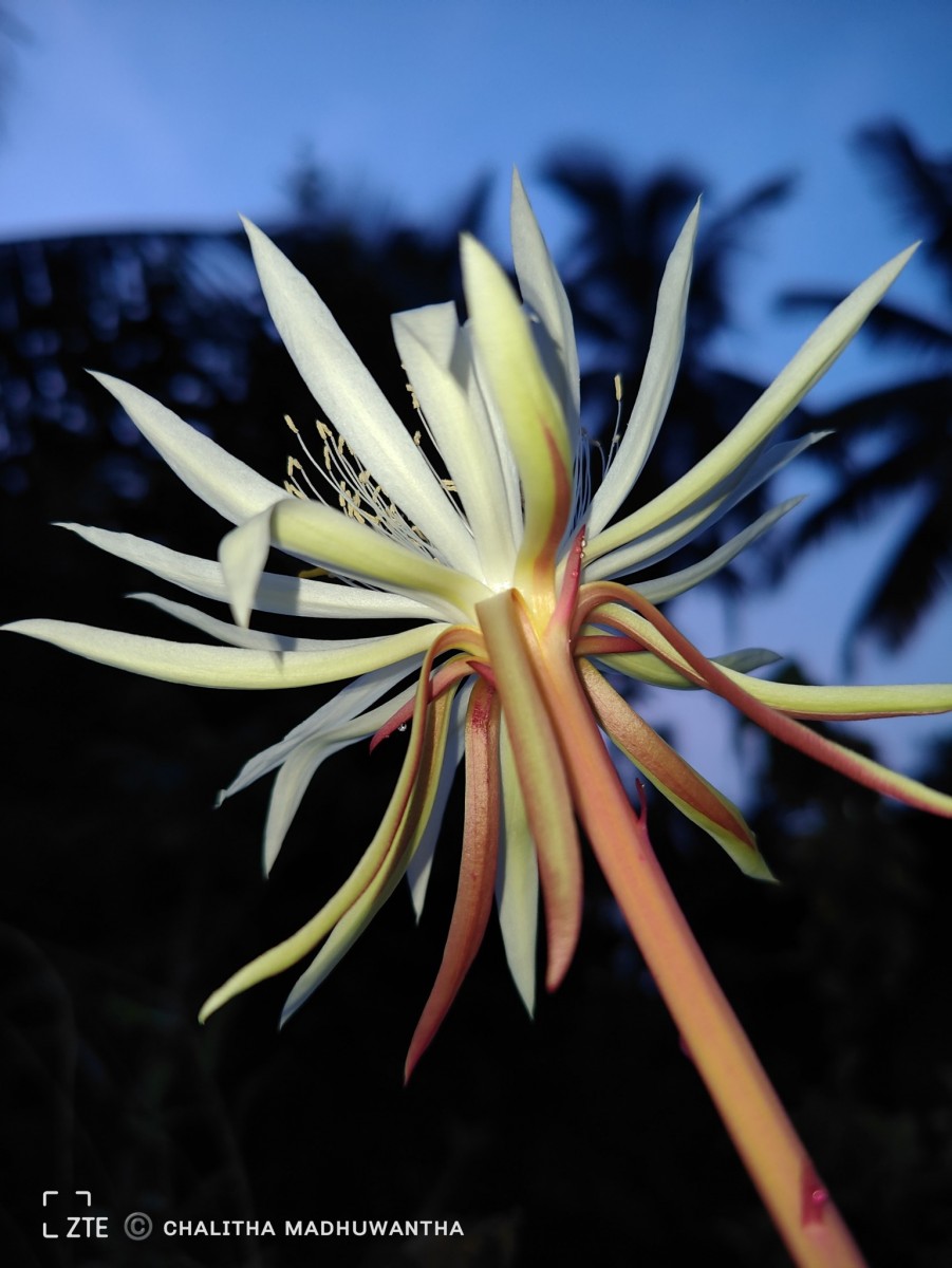 Epiphyllum hookeri Haw.