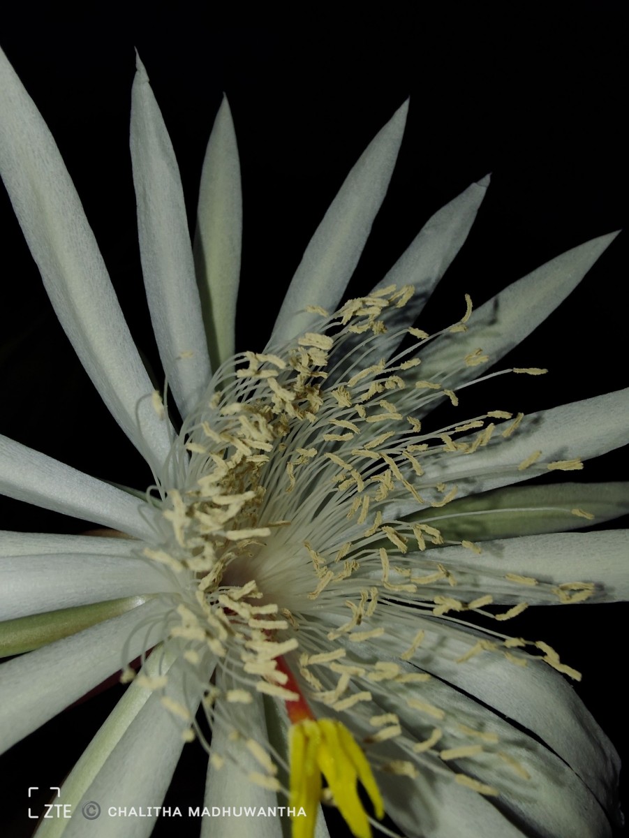 Epiphyllum hookeri Haw.