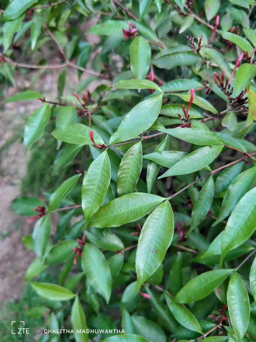 Kopsia obscura D.J.Middleton