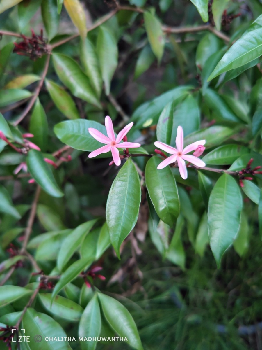 Kopsia obscura D.J.Middleton