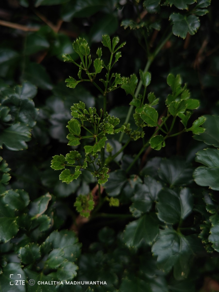 Polyscias guilfoylei (W.Bull) L.H.Bailey