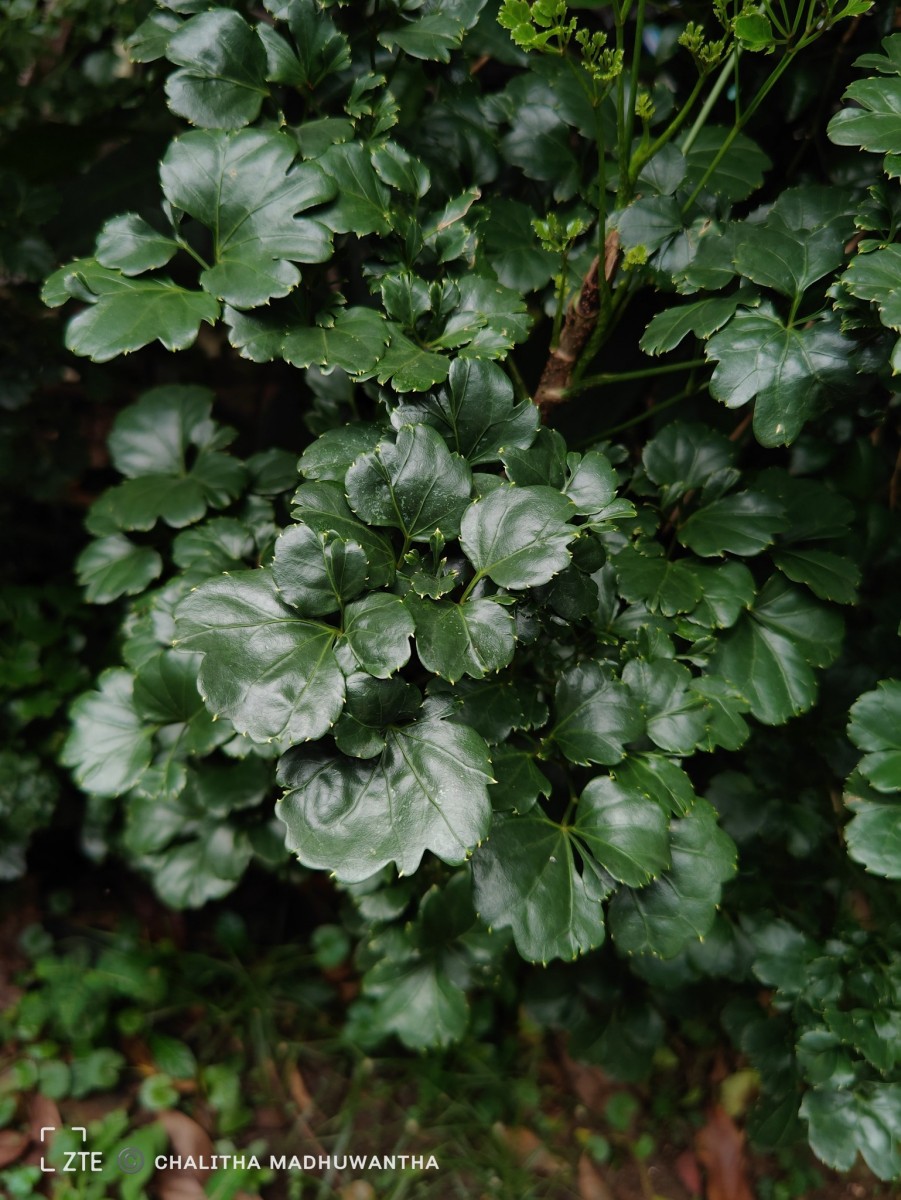 Polyscias guilfoylei (W.Bull) L.H.Bailey