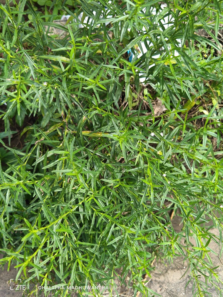 Pseudelephantopus spicatus (Juss. ex Aubl.) C.F.Baker