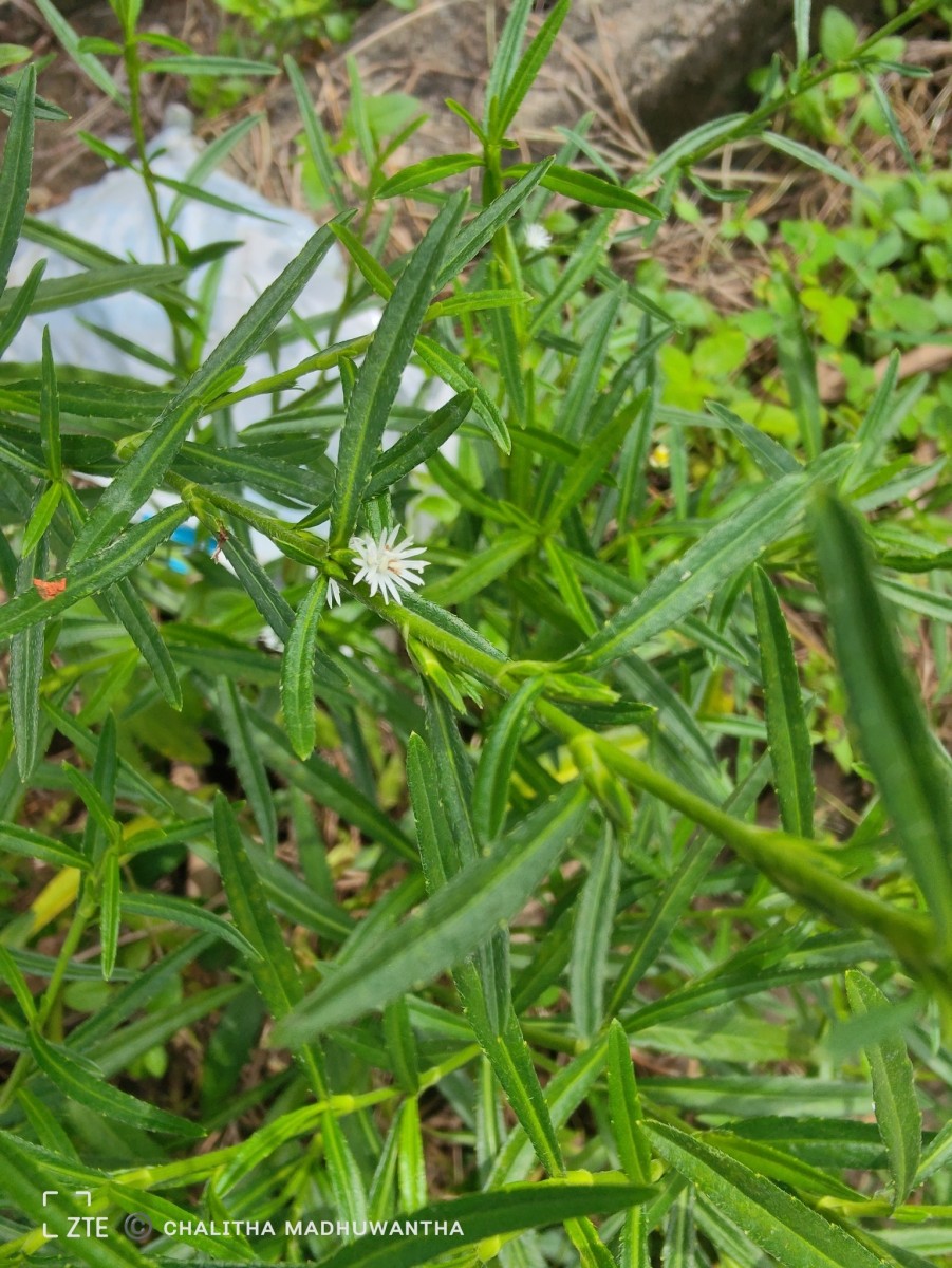 Pseudelephantopus spicatus (Juss. ex Aubl.) C.F.Baker
