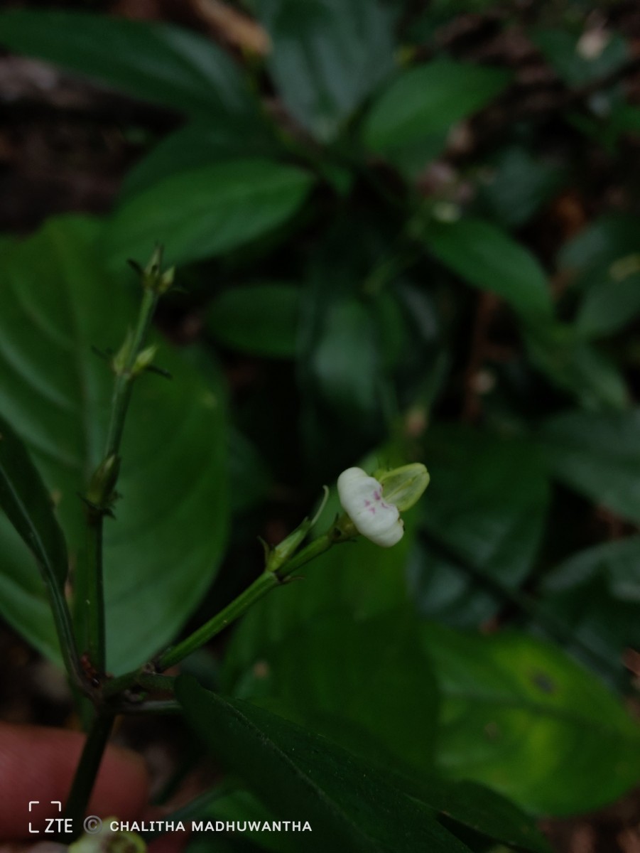 Justicia ceylanica (Nees) T.Anderson