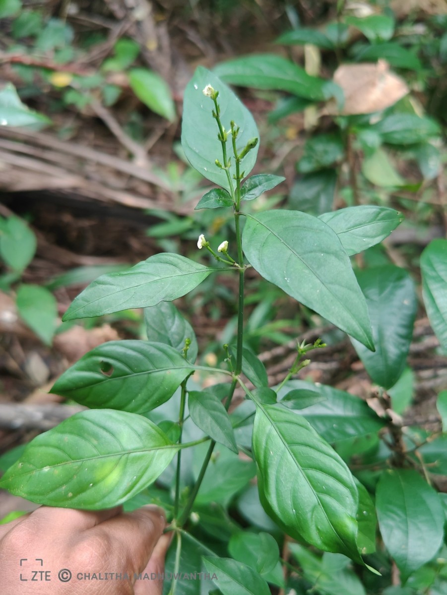 Justicia ceylanica (Nees) T.Anderson