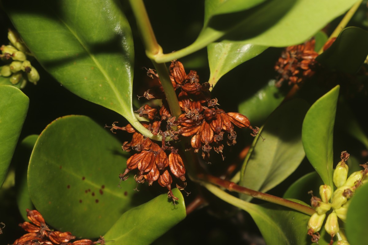 Scyphiphora hydrophylacea C.F.Gaertn.