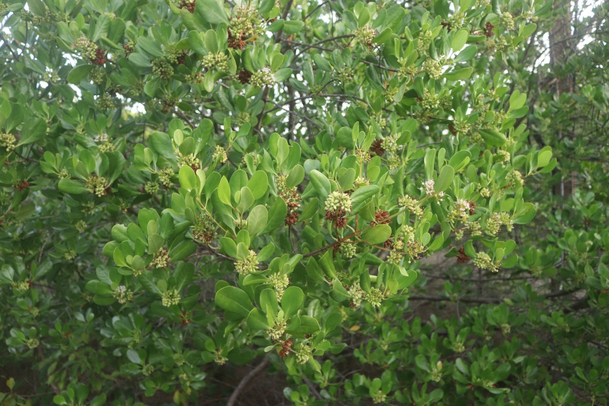 Scyphiphora hydrophylacea C.F.Gaertn.