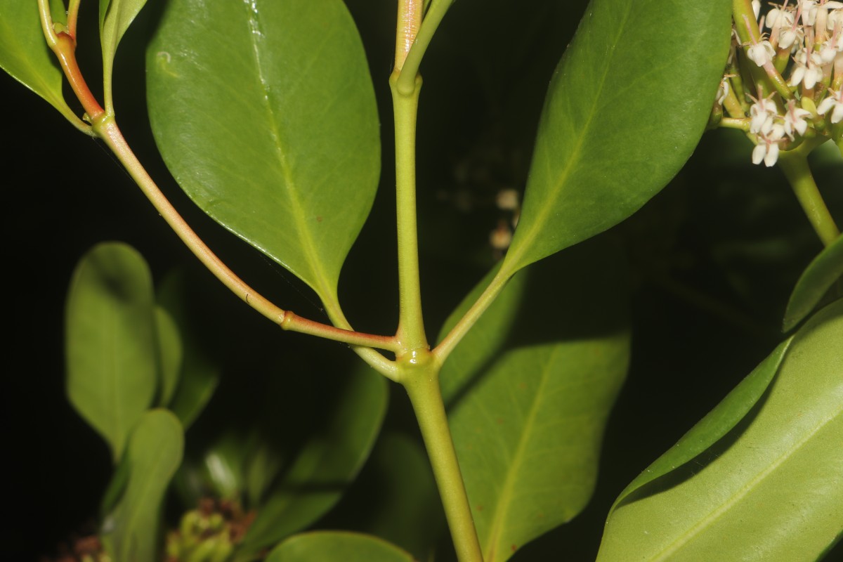 Scyphiphora hydrophylacea C.F.Gaertn.