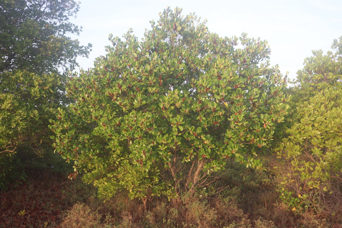 Scyphiphora hydrophylacea C.F.Gaertn.