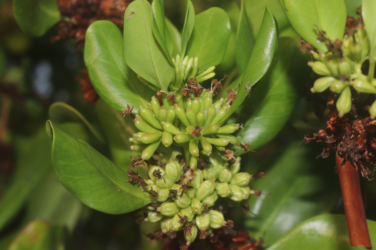 Scyphiphora hydrophylacea C.F.Gaertn.