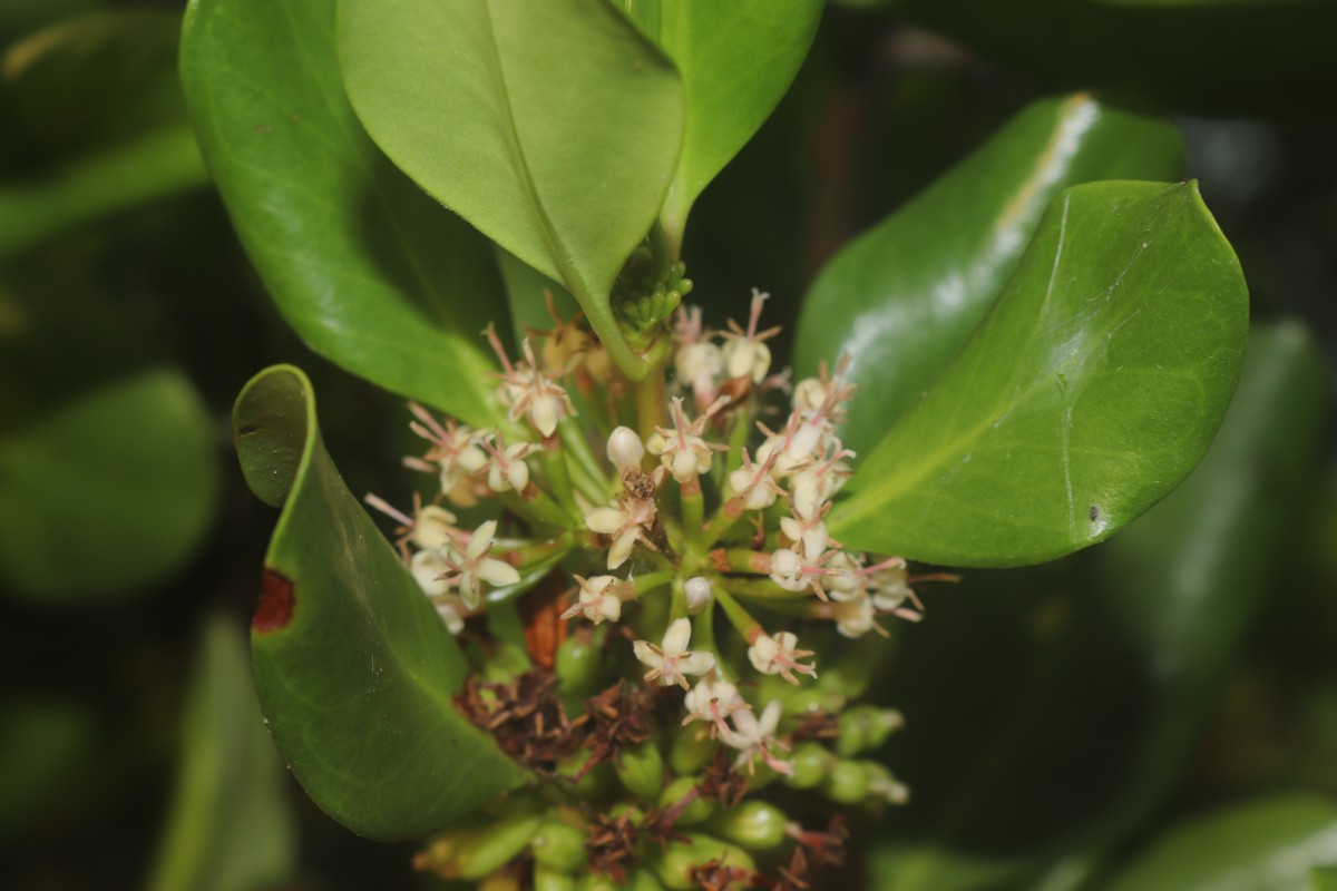 Scyphiphora hydrophylacea C.F.Gaertn.