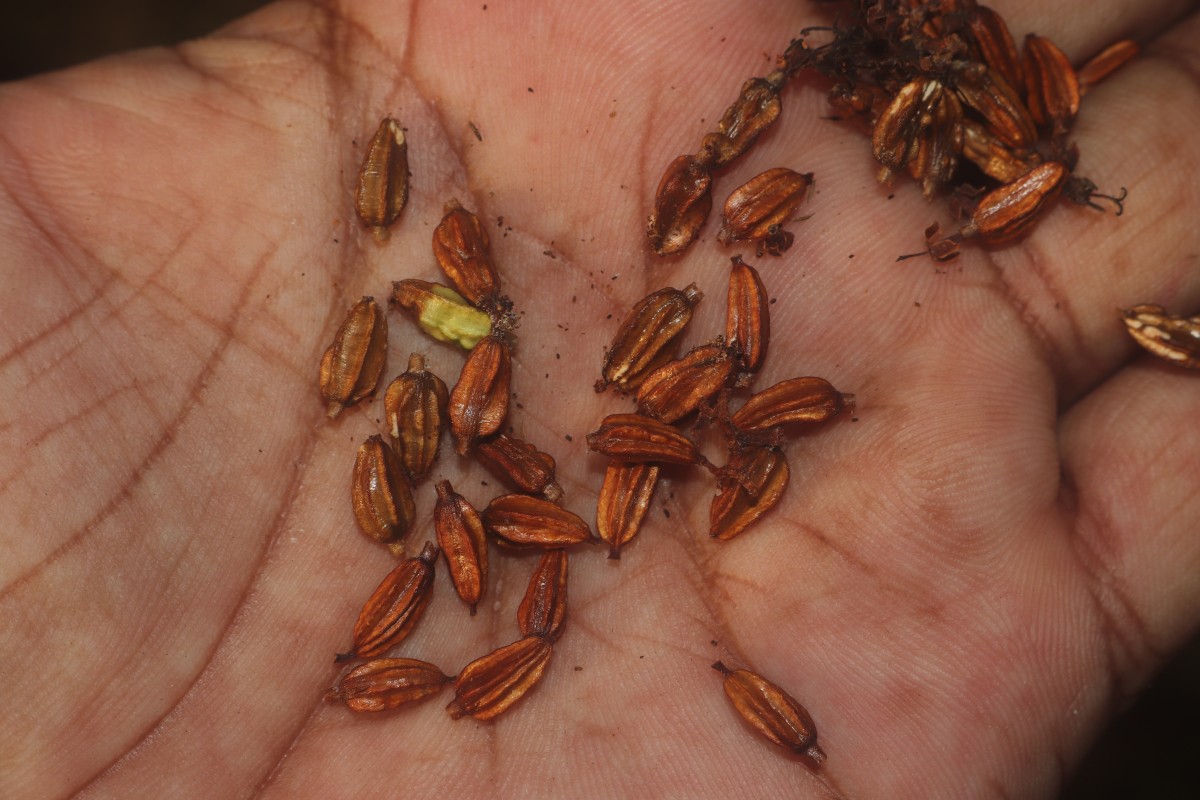 Scyphiphora hydrophylacea C.F.Gaertn.